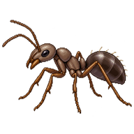 Pyramid Ant