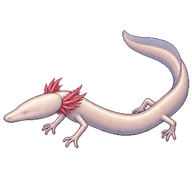 Olm