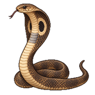 Monocled Cobra