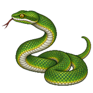 White-lipped Island Pitviper