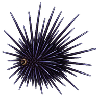 Long-Spined Sea Urchin