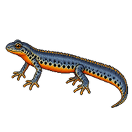 Alpine Newt