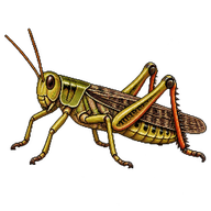 Migratory Grasshopper