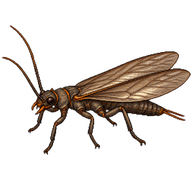 Giant Salmonfly