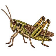 Wrangler Grasshopper