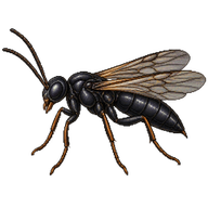 Common Awl-fly