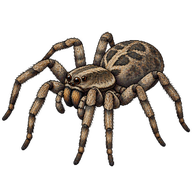 Sand Bear Spider