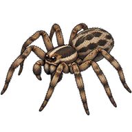 Koch's Wolf Spider