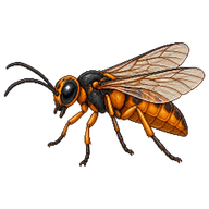 Pine Sawfly