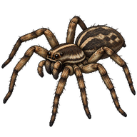 Wolf Spider