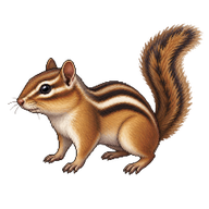 Yellow-pine Chipmunk