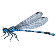 Boreal Bluet