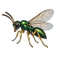 Parasitoid wasp