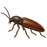 Wireworm Beetle