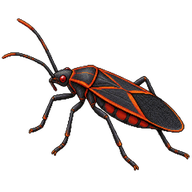 Western Boxelder Bug