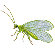 Comanche Green Lacewing