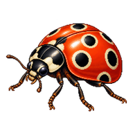 Eyed Ladybird