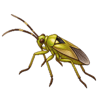 Capsid Bug