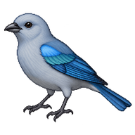 Sayaca Tanager