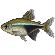 Black Skirt Tetra