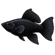 Black Molly
