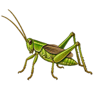 Short-winged Meadow Katydid