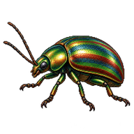 Rainbow Leaf Beetle