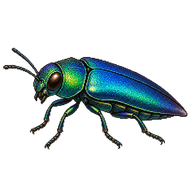 Jewel Beetle
