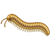 Blonde Millipede