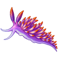 Spanish Shawl Nudibranch