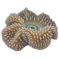 Haddon's Carpet Anemone