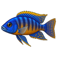 Peacock Cichlid