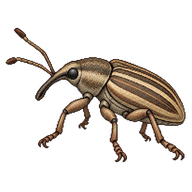 Pea Leaf Weevil
