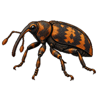 Pitch-eating Weevil