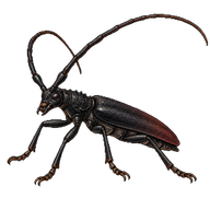 Great Capricorn Beetle