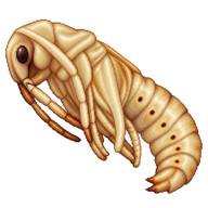 Great Capricorn Beetle Pupa
