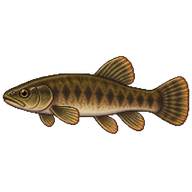 European Mudminnow