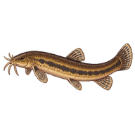 Weatherfish