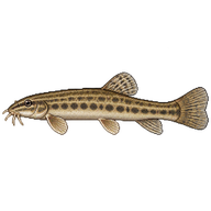 Danubian Spined Loach