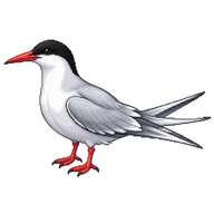 Common Tern