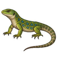 Ocellated Lizard