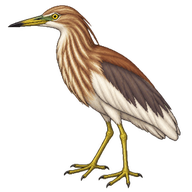 Chinese Pond Heron