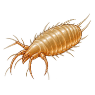 Russet mite