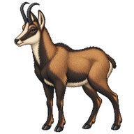 Pyrenean Chamois