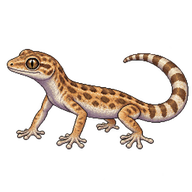 Elegant Gecko