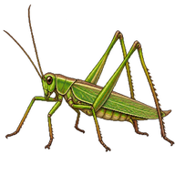 long-legged grasshopper