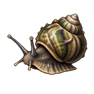 Turbinate Monodont