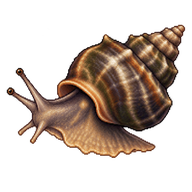 Dog Whelk