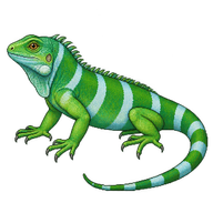 Fiji Banded Iguana