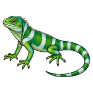 Fiji Banded Iguana Hatchling